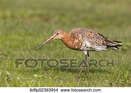 "Black-tailed Godwit (Limosa limosa), adult, summer plumage, feeding, standing on grass, Cley, Norfolk, England, United Kingdom, Europe" View Large Photo Image Picture - "Black-tailed Godwit (Limosa limosa), adult, summer plumage, feeding, standing on grass, Cley, Norfolk, England, United Kingdom, Europe". Fotosearch