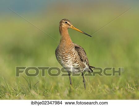 "Black-tailed Godwit (Limosa limosa), Texel, The Netherlands, Europe" View Large Photo Image Picture - "Black-tailed Godwit (Limosa limosa), Texel, The Netherlands, Europe". Fotosearch