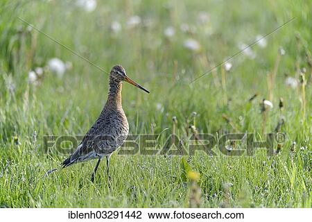 "Black-tailed Godwit (Limosa limosa), Melmmoor, Emsland, Lower Saxony, Germany, Europe" View Large Photo Image Stock Image - "Black-tailed Godwit (Limosa limosa), Melmmoor, Emsland, Lower Saxony, Germany, Europe". Fotosearch