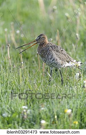"Black-tailed Godwit (Limosa limosa), Melmmoor, Emsland, Lower Saxony, Germany, Europe" View Large Photo Image Stock Image - "Black-tailed Godwit (Limosa limosa), Melmmoor, Emsland, Lower Saxony, Germany, Europe". Fotosearch