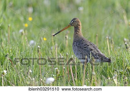 "Black-tailed Godwit (Limosa limosa), Melmmoor, Emsland, Lower Saxony, Germany, Europe" View Large Photo Image Stock Image - "Black-tailed Godwit (Limosa limosa), Melmmoor, Emsland, Lower Saxony, Germany, Europe". Fotosearch