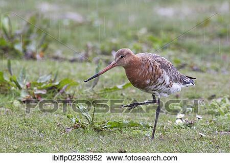 "Black-tailed Godwit (Limosa limosa), adult, summer plumage, standing on one leg in rain, Norfolk, England, United Kingdom, Europe" View Large Photo Image Stock Image - "Black-tailed Godwit (Limosa limosa), adult, summer plumage, standing on one leg in rain, Norfolk, England, United Kingdom, Europe". Fotosearch