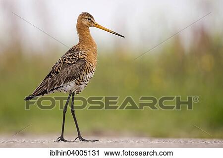 "Black-tailed Godwit (Limosa limosa), breeding plumage, Texel, The Netherlands, Europe" View Large Photo Image Stock Image - "Black-tailed Godwit (Limosa limosa), breeding plumage, Texel, The Netherlands, Europe". Fotosearch