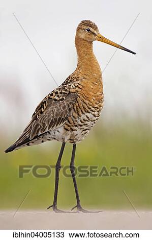 "Black-tailed Godwit (Limosa limosa), breeding plumage, Texel, The Netherlands, Europe" View Large Photo Image Stock Image - "Black-tailed Godwit (Limosa limosa), breeding plumage, Texel, The Netherlands, Europe". Fotosearch