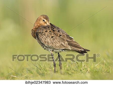 "Black-tailed Godwit (Limosa limosa), Texel, The Netherlands, Europe" View Large Photo Image Stock Image - "Black-tailed Godwit (Limosa limosa), Texel, The Netherlands, Europe". Fotosearch