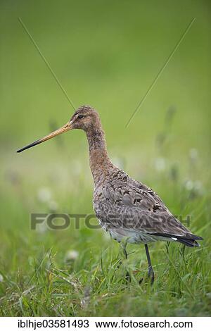 "Black-tailed Godwit (Limosa limosa), Texel, West Frisian Islands, province of North Holland, The Netherlands, Europe" View Large Photo Image Stock Image - "Black-tailed Godwit (Limosa limosa), Texel, West Frisian Islands, province of North Holland, The Netherlands, Europe". Fotosearch