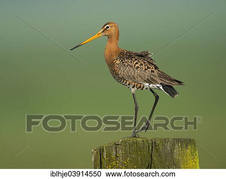 Stock Image - "Black-tailed Godwit (Limosa limosa), Gelderland, The Netherlands, Europe". Fotosearch