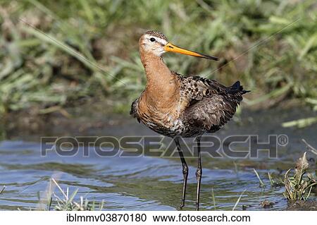 "Black-tailed Godwit (Limosa limosa), standing in water, Strohauser Plate, Lower Saxony, Germany, Europe" View Large Photo Image Stock Image - "Black-tailed Godwit (Limosa limosa), standing in water, Strohauser Plate, Lower Saxony, Germany, Europe". Fotosearch
