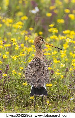 Stock Image - Black-tailed Godwit (Limosa limosa), Texel, Holland, Netherlands, Europe. Fotosearch