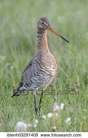 "Black-tailed Godwit (Limosa limosa), Melmmoor, Emsland, Lower Saxony, Germany, Europe" View Large Photo Image Stock Photo - "Black-tailed Godwit (Limosa limosa), Melmmoor, Emsland, Lower Saxony, Germany, Europe". Fotosearch