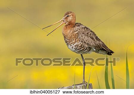 "Black-tailed Godwit (Limosa limosa), breeding plumage, calling, Texel, The Netherlands, Europe" View Large Photo Image Stock Photo - "Black-tailed Godwit (Limosa limosa), breeding plumage, calling, Texel, The Netherlands, Europe". Fotosearch