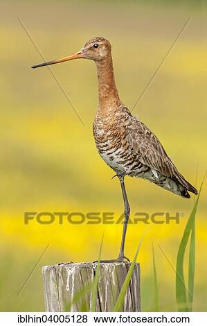 "Black-tailed Godwit (Limosa limosa), breeding plumage, Texel, The Netherlands, Europe" View Large Photo Image Stock Photo - "Black-tailed Godwit (Limosa limosa), breeding plumage, Texel, The Netherlands, Europe". Fotosearch