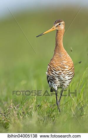 "Black-tailed Godwit (Limosa limosa), breeding plumage, Texel, The Netherlands, Europe" View Large Photo Image Stock Photo - "Black-tailed Godwit (Limosa limosa), breeding plumage, Texel, The Netherlands, Europe". Fotosearch