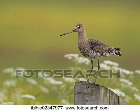 Stock Photo - "Black-tailed Godwit (Limosa limosa), Texel, The Netherlands, Europe". Fotosearch