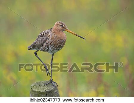 Stock Photo - "Black-tailed Godwit (Limosa limosa), Texel, The Netherlands, Europe". Fotosearch