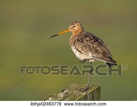 "Black-tailed Godwit (Limosa limosa), Texel, Texel, Texel, West Frisian Islands, province of North Holland, The Netherlands, Europe" View Large Photo Image Stock Photo - "Black-tailed Godwit (Limosa limosa), Texel, Texel, Texel, West Frisian Islands, province of North Holland, The Netherlands, Europe". Fotosearch