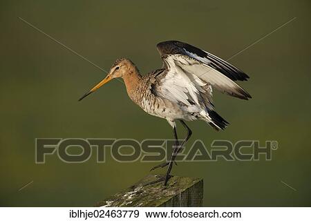 "Black-tailed Godwit (Limosa limosa), Texel, Texel, Texel, West Frisian Islands, province of North Holland, The Netherlands, Europe" View Large Photo Image Stock Photo - "Black-tailed Godwit (Limosa limosa), Texel, Texel, Texel, West Frisian Islands, province of North Holland, The Netherlands, Europe". Fotosearch