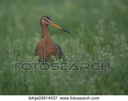 "Black-tailed Godwit (Limosa limosa), Gelderland, The Netherlands, Europe" View Large Photo Image Stock Photo - "Black-tailed Godwit (Limosa limosa), Gelderland, The Netherlands, Europe". Fotosearch