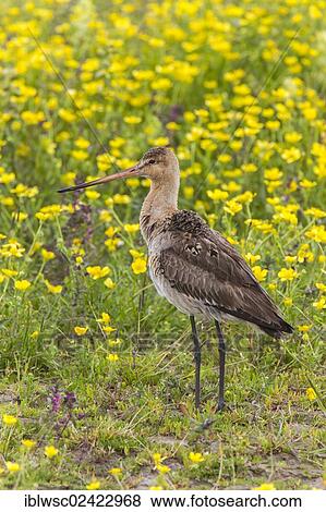 Black-tailed Godwit (Limosa limosa), Texel, Holland, Netherlands, Europe View Large Photo Image Stock Photo - Black-tailed Godwit (Limosa limosa), Texel, Holland, Netherlands, Europe. Fotosearch
