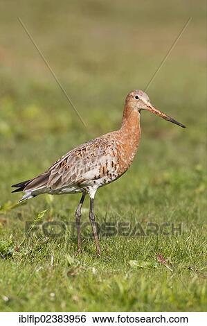 "Black-tailed Godwit (Limosa limosa), adult, summer plumage, standing on grass, Cley, Norfolk, England, United Kingdom, Europe" View Large Photo Image Stock Photograph - "Black-tailed Godwit (Limosa limosa), adult, summer plumage, standing on grass, Cley, Norfolk, England, United Kingdom, Europe". Fotosearch