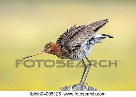 "Black-tailed Godwit (Limosa limosa), breeding plumage, Texel, The Netherlands, Europe" View Large Photo Image Stock Photograph - "Black-tailed Godwit (Limosa limosa), breeding plumage, Texel, The Netherlands, Europe". Fotosearch