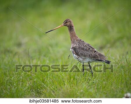 "Black-tailed Godwit (Limosa limosa), Texel, West Frisian Islands, province of North Holland, The Netherlands, Europe" View Large Photo Image Stock Photography - "Black-tailed Godwit (Limosa limosa), Texel, West Frisian Islands, province of North Holland, The Netherlands, Europe". Fotosearch