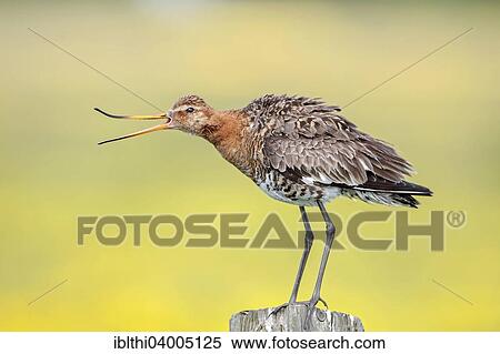 "Black-tailed Godwit (Limosa limosa), breeding plumage, Texel, The Netherlands, Europe" View Large Photo Image Stock Photography - "Black-tailed Godwit (Limosa limosa), breeding plumage, Texel, The Netherlands, Europe". Fotosearch