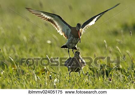 "Black-tailed Godwits (Limosa limosa) during copulation, Strohauser Plate, Wesermarsch, Lower Saxony, Germany, Europe" View Large Photo Image Stock Photography - "Black-tailed Godwits (Limosa limosa) during copulation, Strohauser Plate, Wesermarsch, Lower Saxony, Germany, Europe". Fotosearch