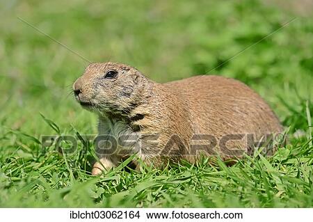 Picture - "Black-tailed Prairie Dog (Cynomys ludovicianus), native of North America, captive, Germany, Europe". Fotosearch