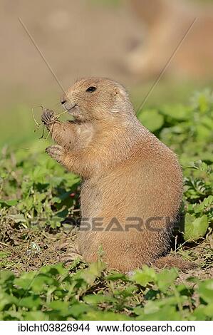 Picture - "Black-tailed prairie dog (Cynomys ludovicianus), native to North America, captive, Germany, Europe". Fotosearch