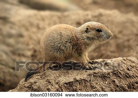 Picture - "Black-tailed prairie dog (Cynomys ludovicianus), young, captive, Heidelberg, Baden-Wurttemberg, Germany, Europe". Fotosearch
