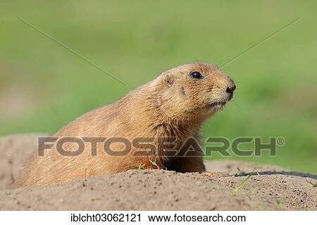 Stock Image - "Black-tailed Prairie Dog (Cynomys ludovicianus), native of North America, captive, Germany, Europe". Fotosearch