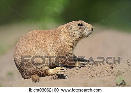 Stock Image - "Black-tailed Prairie Dog (Cynomys ludovicianus), native of North America, captive, Germany, Europe". Fotosearch