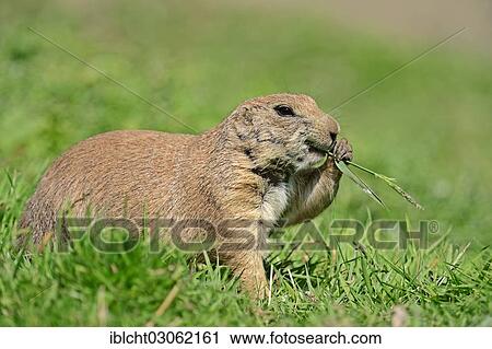 Stock Image - "Black-tailed Prairie Dog (Cynomys ludovicianus), native of North America, captive, Germany, Europe". Fotosearch