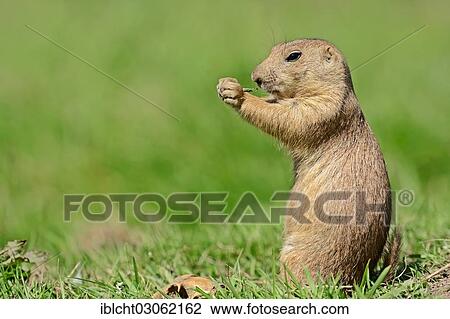 Stock Image - "Black-tailed Prairie Dog (Cynomys ludovicianus), native of North America, captive, Germany, Europe". Fotosearch