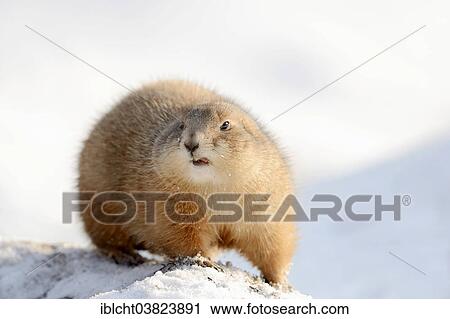 Stock Image - "Black-tailed Prairie Dog (Cynomys ludovicianus) in the snow, native to North America, captive, Germany, Europe". Fotosearch