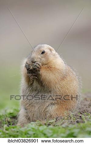 Stock Image - "Black-tailed prairie dog (Cynomys ludovicianus), native to North America, captive, Germany, Europe". Fotosearch