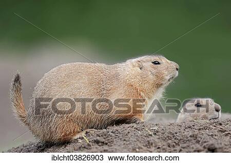 Stock Image - "Black-tailed prairie dog (Cynomys ludovicianus), pair at the den, native to North America, captive, Germany, Europe". Fotosearch