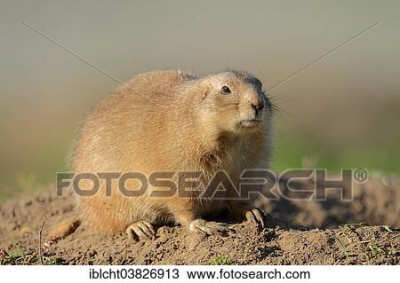 Stock Image - "Black-tailed prairie dog (Cynomys ludovicianus), native to North America, captive, Germany, Europe". Fotosearch