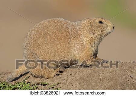 Stock Image - "Black-tailed prairie dog (Cynomys ludovicianus) at the den, native to North America, captive, Germany, Europe". Fotosearch