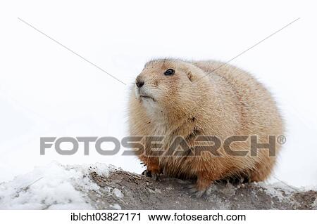 Stock Image - "Black-tailed Prairie Dog (Cynomys ludovicianus) in the snow, native to North America, captive, Germany, Europe". Fotosearch