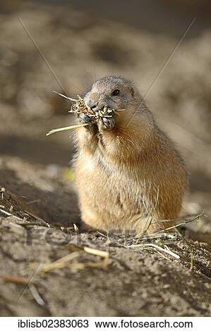 Stock Image - "Black-tailed Prairie Dog (Cynomys ludovicianus) eating grass, North America". Fotosearch
