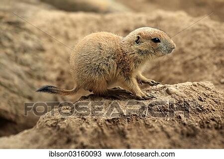 Stock Image - "Black-tailed prairie dog (Cynomys ludovicianus), young, captive, Heidelberg, Baden-Wurttemberg, Germany, Europe". Fotosearch