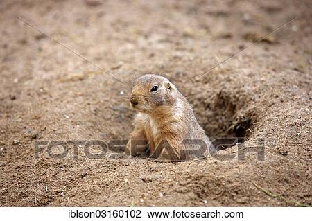 "Black-tailed prairie dog (Cynomys ludovicianus), alert, at den, captive, Heidelberg, Baden-Wurttemberg, Germany, Europe" View Large Photo Image Stock Image - "Black-tailed prairie dog (Cynomys ludovicianus), alert, at den, captive, Heidelberg, Baden-Wurttemberg, Germany, Europe". Fotosearch