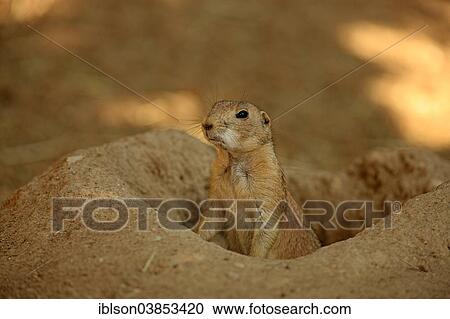 Stock Image - "Black-tailed Prairie Dog (Cynomys ludovicianus), young at burrow, captive, Baden-Wurttemberg, Germany, Europe". Fotosearch