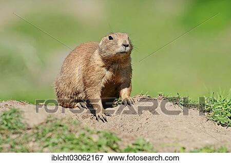Stock Photo - "Black-tailed Prairie Dog (Cynomys ludovicianus), native of North America, captive, Germany, Europe". Fotosearch