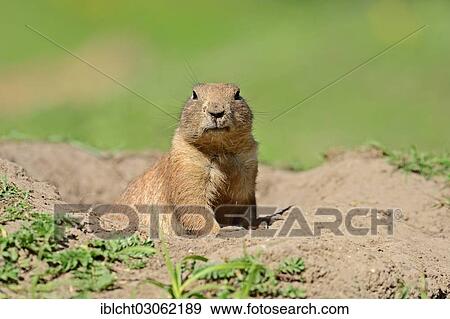 Stock Photo - "Black-tailed Prairie Dog (Cynomys ludovicianus) at a burrow, native of North America, captive, Germany, Europe". Fotosearch