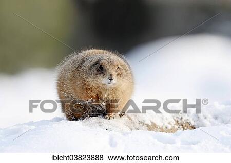 Stock Photo - "Black-tailed Prairie Dog (Cynomys ludovicianus) in the snow, native to North America, captive, Germany, Europe". Fotosearch