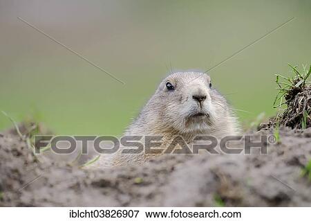Stock Photo - "Black-tailed prairie dog (Cynomys ludovicianus) at the den, native to North America, captive, Germany, Europe". Fotosearch