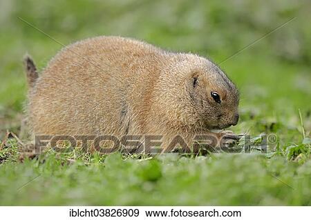 Stock Photo - "Black-tailed prairie dog (Cynomys ludovicianus), native to North America, captive, Germany, Europe". Fotosearch